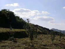 立足环保和健康，生态除草